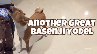 Another Great Basenji Yodel [upl. by Kale]