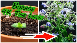 Borage  Starflower Time Lapse 4k [upl. by Anol]