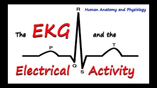 EKG Electrocardiogram and Electrical Activity of the Heart for Anatomy and Physiology 1 [upl. by Ayekat632]