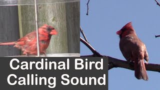 Cardinal Bird Calling Sound [upl. by Ainahpets]