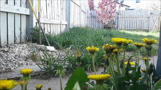 timelapse of dandelions an example of nyctinasty [upl. by Ludwog]