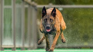 The Power of Belgian Malinois  An Amazing Athlete [upl. by Anilak]