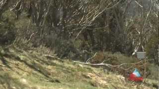 Thredbo MTB  Top to Bottom [upl. by Ahsitauq]