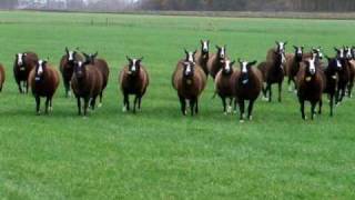 Zwartbles schapen [upl. by Ihskaneem]