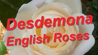 Desdemona Rose English Roses [upl. by Jemmie370]