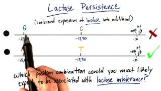 Lactase Persistence  Tales from the Genome [upl. by Rukna478]