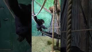 Siamang Ape  Rosamond Gifford Zoo [upl. by Enneibaf]