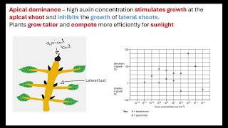 Apical dominance and stem elongation OCR A ALevel Biology Revision [upl. by Milka663]