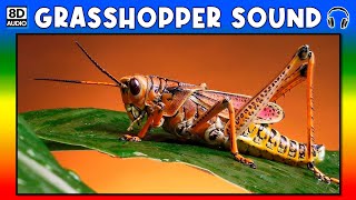 🦗 GRASSHOPPER SOUND  GRASSHOPPER SOUND EFFECT  SOUND OF GRASSHOPPER  NOISE OF GRASSHOPPER [upl. by Lean811]