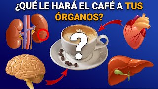 ¿Qué órganos afecta la cafeína [upl. by Aynotahs]