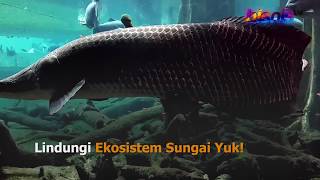 Heboh Arapaima di Sungai Brantas [upl. by Aras]