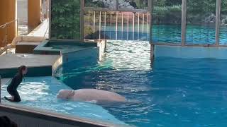 SEAWORLD  🛑 DON’T MISS THE BELUGA WHALE AND DOLPHINS 🐬 [upl. by Barrington]