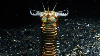 Bobbit Worm  Animal of the Week [upl. by Enihsnus]