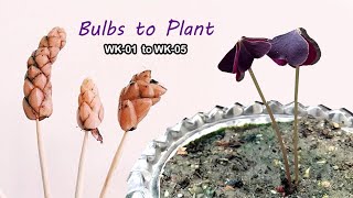 LIVE Trick on growing butterfly plant ☘ bulbs to plant oxalis triangularis  A Garden Cat EP29 🦋🐛 [upl. by Arela]