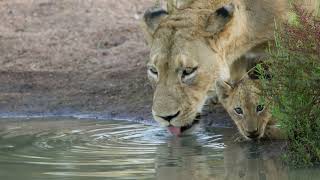 Honeyguide Tented Safari Camps Video  Mantobeni Camp [upl. by Gensler620]