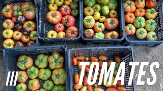 Ya tenemos tomates 40kg esta semana [upl. by Annadroj]