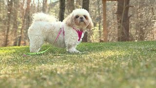 Video captures coyote attacking dog in Mass neighborhood [upl. by Zima]