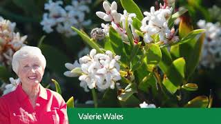 Tennyson Dunes audio tour  Part 28  Blooming beautiful spoken by Valerie Wales [upl. by Crudden]