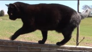 Max my three legged cat walking on fence [upl. by Bannerman]