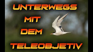 3 Tage lang Vögel fotografieren photography vogel fotografie [upl. by Dearman]