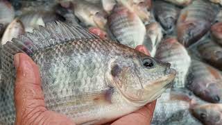 Harvesting Tilapia in Biofloc Pond 197 Kilos Total Harvested in 9sqm [upl. by Foy]