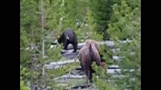 Bison stand between Grizzly and their calves [upl. by Linkoski600]