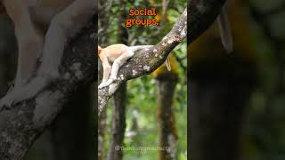 The Unique Characteristics of The Proboscis Monkey  The Wild Animal Facts [upl. by Au214]