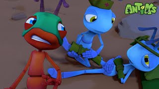 Ant Down ⛑🏳 ANTIKS Funny Cartoons For All The Family [upl. by Kilah]