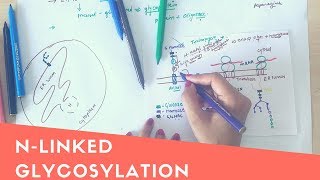 N LINKED GLYCOSYLATION [upl. by Averyl]