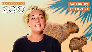 Capybaras  Des bébés sont nésMâles ou Femelles   S09EP27  Émission  Une Saison Au Zoo [upl. by Aiykan]