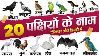 20 birds name in english and hindi  Birds vocabulary with pictures  20 पक्षियों के नाम [upl. by Marquardt533]