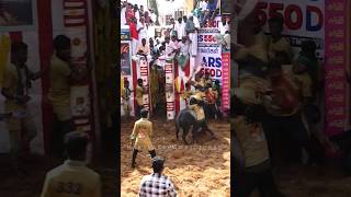 அலங்காநல்லூர்  Alanganallur ஜல்லிக்கட்டு 2024 jallikattu jallikattu2024 shorts [upl. by Courtund874]