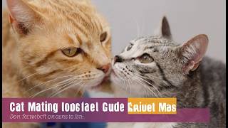 Unveiling the Mysteries of Cat Mating A Comprehensive Guide [upl. by Diarmit226]