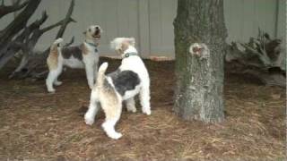 WIRE FOX TERRIER NAUGHTY BROTHERS vs NUTS BROTHERS [upl. by Lomax]