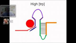 Attenuation in the trp operon VoiceThread [upl. by Lynden]