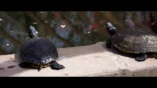 A day in Alamogordo NM at the Alameda Park zoo shot on the Blackmagic Ursa mini Pro 46k [upl. by Ranjiv]