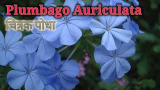 Plumbago Auriculata Flower Plant Care नीला चित्रक का पौधा गमले में केसे लगाएं [upl. by Ramled]