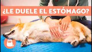 7 REMEDIOS CASEROS para el DOLOR de ESTÓMAGO en PERROS 🐶✅ [upl. by Itsrejk]