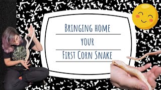 First Corn Snake What Do You Do [upl. by Ramsa]