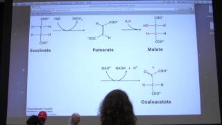 28 Kevin Aherns Biochemistry  Citric Acid Cycle II [upl. by Ambros]