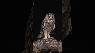 Long Eared Owl alerting alert long eared owl bird call wild night nature wildlife HA17481 [upl. by Aranaj]