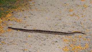 Crossed pit viper Vibora yarara grande Urutu wutu Buenos aires Argentina [upl. by Goodwin]