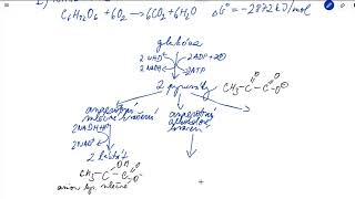 Metabolismus sacharidů – schéma katabolismu [upl. by Fabe]