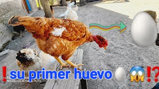 ‼️puso su primer huevo‼️aves chicken pollo hen gallinas farming fyp rooster youtube video [upl. by Douville]