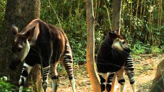 Okapi Calf at the Bronx Zoo [upl. by Shum]