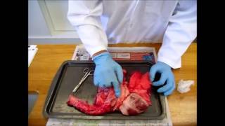 Sheep Lung Dissection [upl. by Lankton]