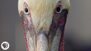 How Do Pelicans Survive Their DeathDefying Dives  Deep Look [upl. by Otilrac886]