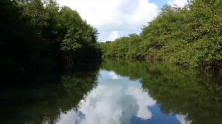 Rio Espiritu Santo Lancha La Paseadora  Rio Grande Puerto Rico [upl. by Airdnekal]