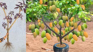 Unique Technique  Grafting Mango Tree Using Banana amp Aloe Vera Growing Faster and Has Many Fruits [upl. by Bruell126]