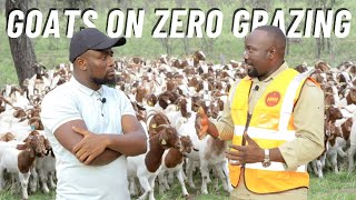 How To Manage And Raise Goats On ZERO Grazing [upl. by Paterson]